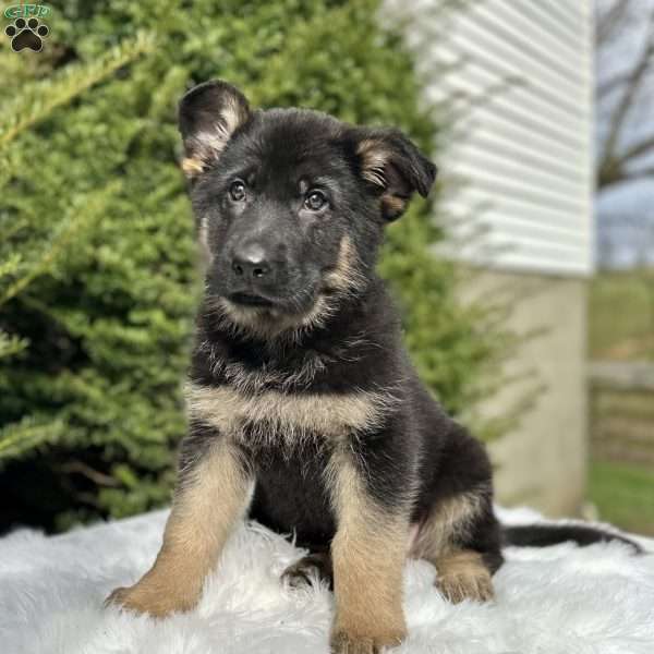 Ruger, German Shepherd Puppy