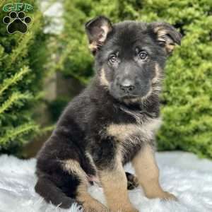 Ruger, German Shepherd Puppy