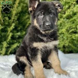 Ruger, German Shepherd Puppy
