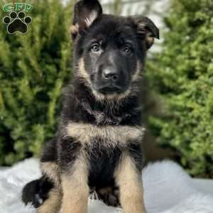 Ruger, German Shepherd Puppy
