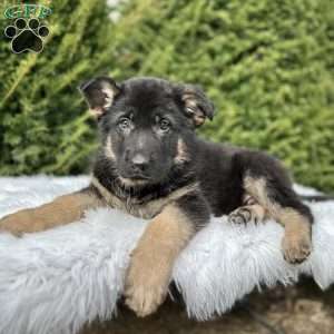 Ruger, German Shepherd Puppy