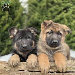 Ruger, German Shepherd Puppy