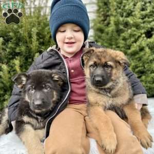 Ruger, German Shepherd Puppy