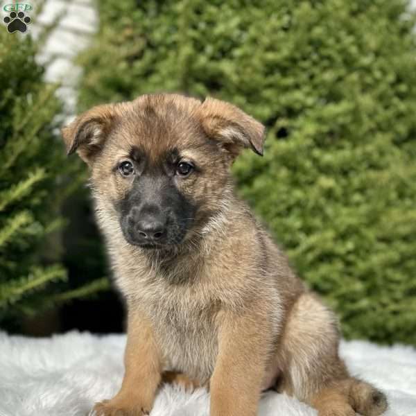 Nikita, German Shepherd Puppy