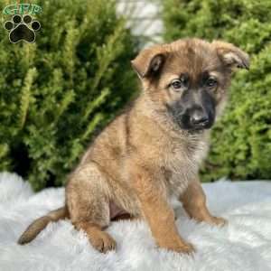 Nikita, German Shepherd Puppy