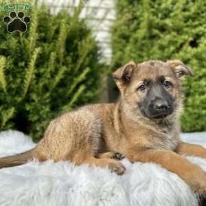 Nikita, German Shepherd Puppy