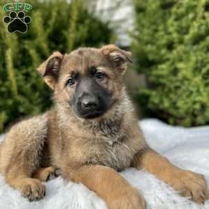 Nikita, German Shepherd Puppy