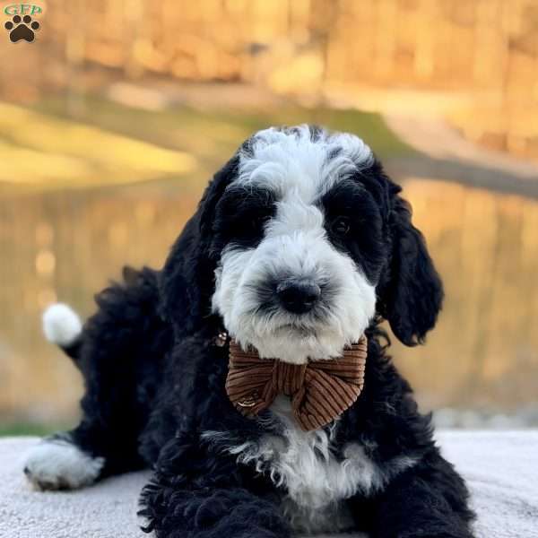 Shepherd, Bernedoodle Puppy