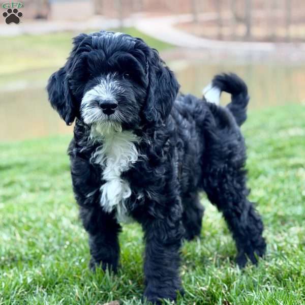 Promise, Bernedoodle Puppy