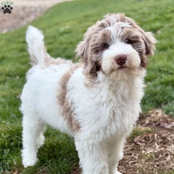 Praise, Bernedoodle Puppy