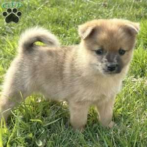 Luigi, Mini Elkhound Puppy