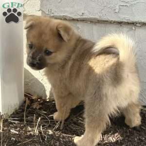 Luigi, Mini Elkhound Puppy