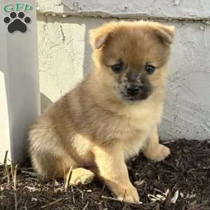 Luigi, Mini Elkhound Puppy