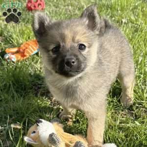 Princess Peach, Mini Elkhound Puppy