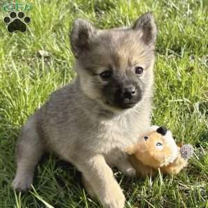 Princess Peach, Mini Elkhound Puppy