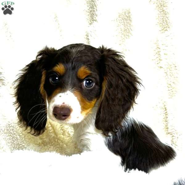 Santiago, Dachshund Puppy