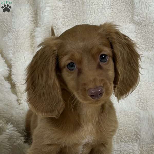 Saint, Dachshund Puppy