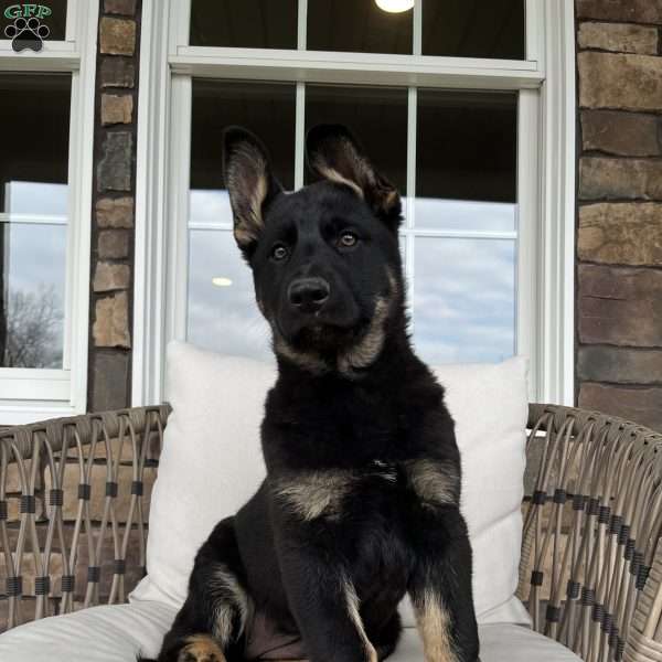 Opal, German Shepherd Puppy