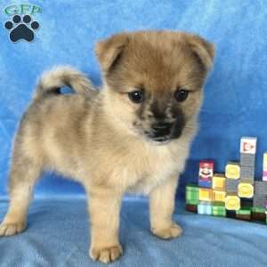 Luigi, Mini Elkhound Puppy