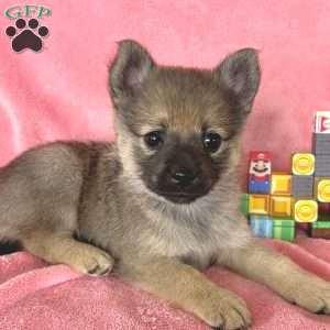 Princess Peach, Mini Elkhound Puppy