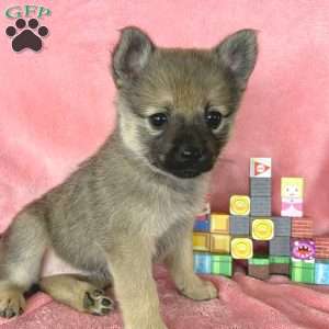 Princess Peach, Mini Elkhound Puppy