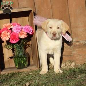 Lacey, Yellow Labrador Retriever Puppy
