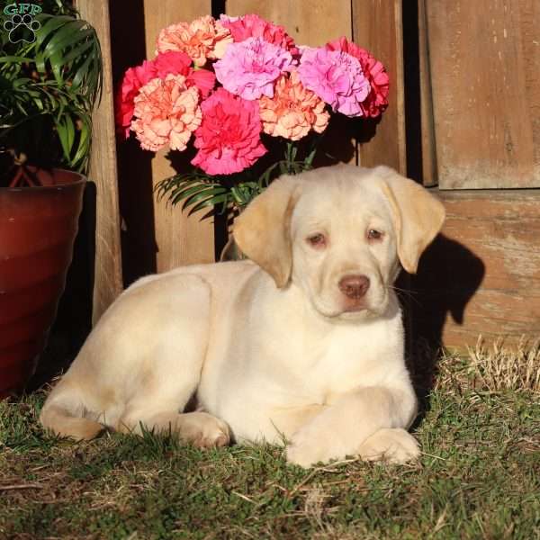 Lacey, Yellow Labrador Retriever Puppy