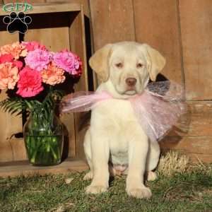 Lacey, Yellow Labrador Retriever Puppy