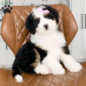 Bella, Bernedoodle Puppy