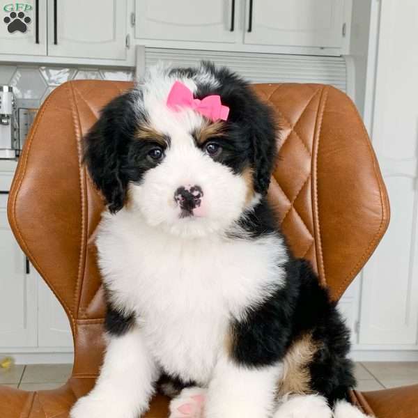 Bella, Bernedoodle Puppy