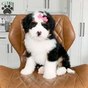 Bella, Bernedoodle Puppy