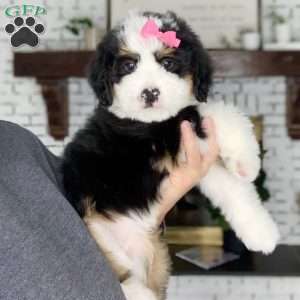 Bella, Bernedoodle Puppy