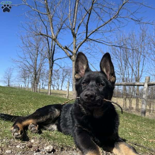 Mavis, German Shepherd Puppy