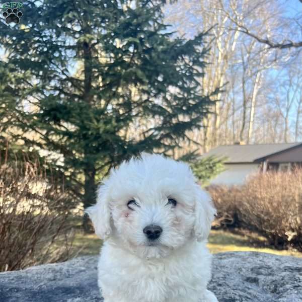 Liza, Bichon Frise Puppy