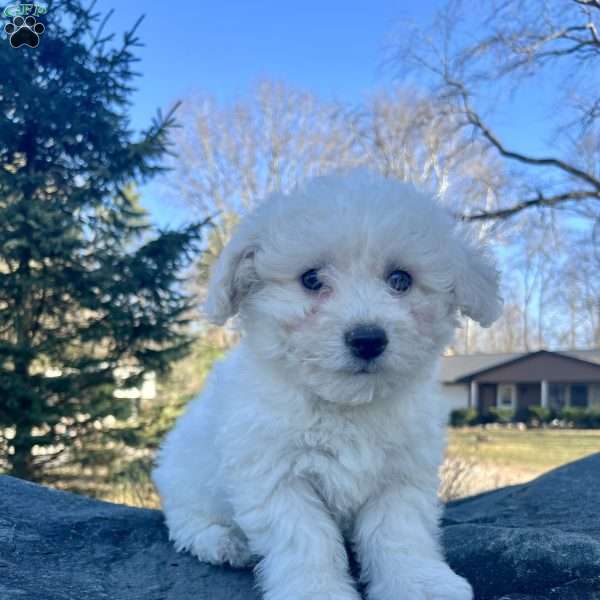 Jack, Bichon Frise Puppy