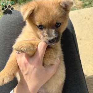 Luigi, Mini Elkhound Puppy