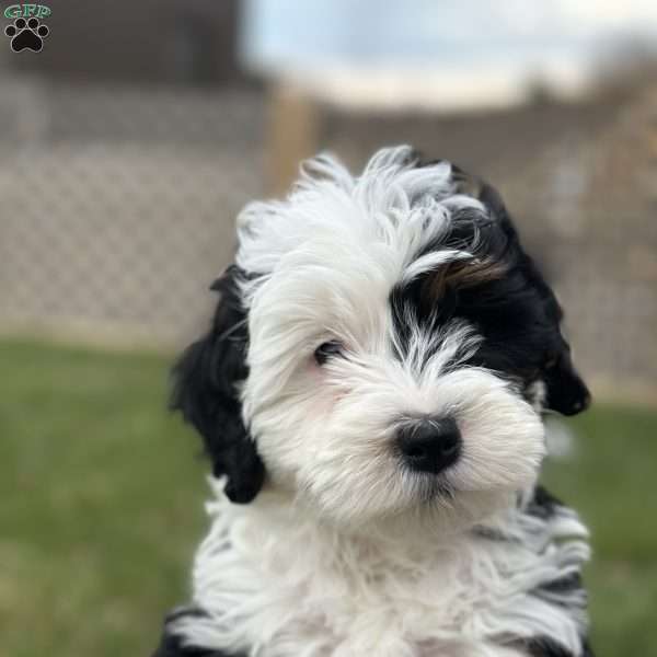 Holland, Mini Bernedoodle Puppy