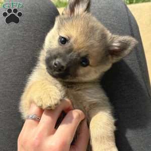 Princess Peach, Mini Elkhound Puppy