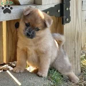 Luigi, Mini Elkhound Puppy
