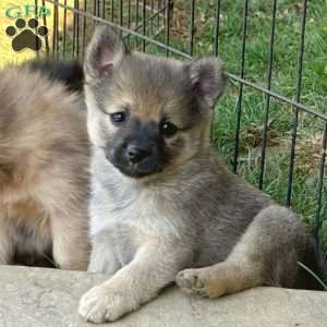 Princess Peach, Mini Elkhound Puppy