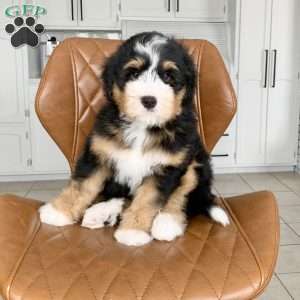 Rocky, Bernedoodle Puppy