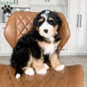 Rocky, Bernedoodle Puppy