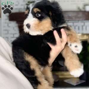 Rocky, Bernedoodle Puppy