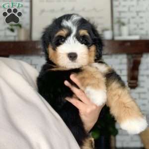 Rocky, Bernedoodle Puppy