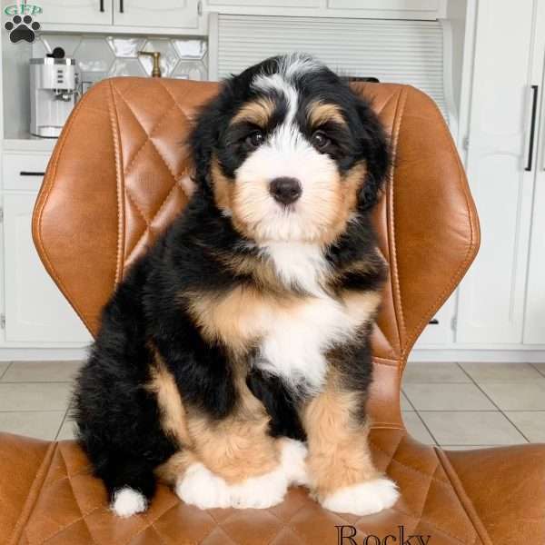 Rocky, Bernedoodle Puppy