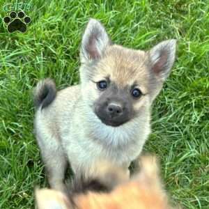 Princess Peach, Mini Elkhound Puppy