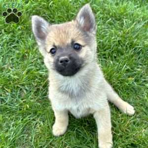 Princess Peach, Mini Elkhound Puppy