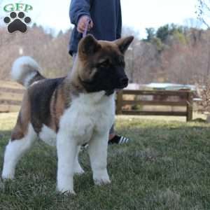 Lucy, Akita Puppy