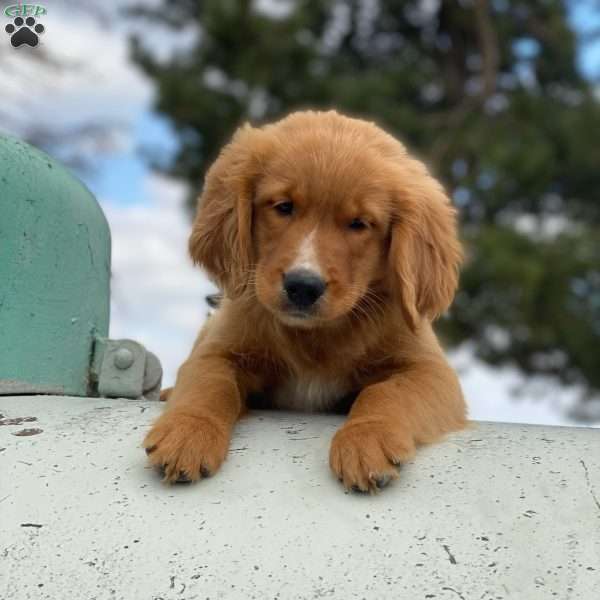 Charlie, Bernese Golden Mountain Dog Puppy
