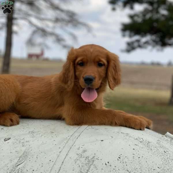 Ranger, Bernese Golden Mountain Dog Puppy